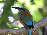 FL6A7569Turquoise-browed_Motmot