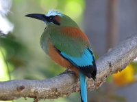 FL6A7589Turquoise-browed_Motmot