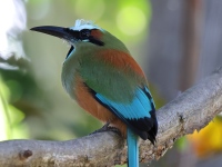 FL6A7591Turquoise-browed_Motmot