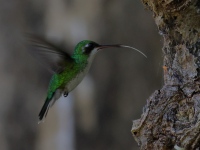 FL6A7680Canivets_Emerald
