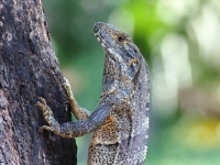 FL6A7711Black-Spiny-Tailed-Iguana