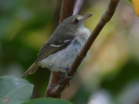 FL6A7722Mangrove_Vireo