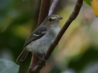 FL6A7734Mangrove_Vireo