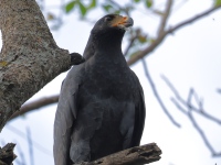 FL6A7765Common_Black_Hawk