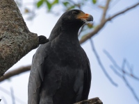 FL6A7768Common_Black_Hawk