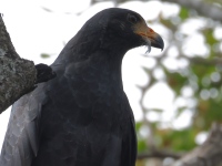 FL6A7772Common_Black_Hawk