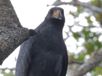 FL6A7774Common_Black_Hawk