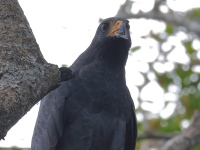 FL6A7776Common_Black_Hawk