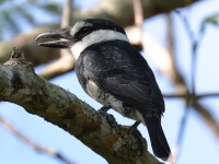 FL6A7867White-necked_Puffbird