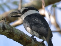 FL6A7870White-necked_Puffbird