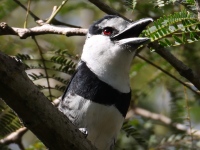 FL6A7887White-necked_Puffbird