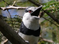 FL6A7890White-necked_Puffbird