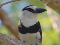 FL6A7913White-necked_Puffbird