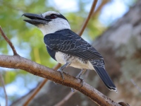 FL6A8007White-necked_Puffbird