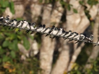 FL6A8052Blue-and-White_Swallows