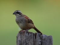 FL6A8058Stripe-headed_Sparrow