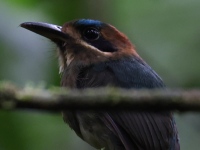 FL6A8121Tody_Motmot