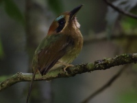 FL6A8219Tody_Motmot