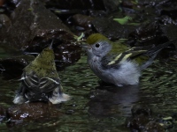 FL6A8295Chestnut-sided_Warbler