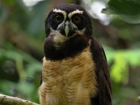 FL6A8301Spectacled_Owl