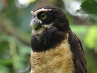 FL6A8314Spectacled_Owl