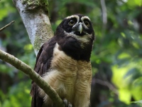 FL6A8342Spectacled_Owl
