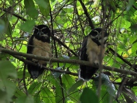 FL6A8356Spectacled_Owls