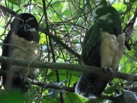 FL6A8369Spectacled_Owl