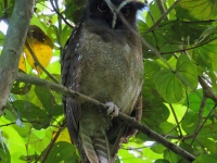 FL6A8389Crested_Owl