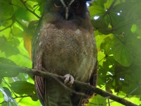 FL6A8445Crested_Owl