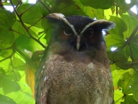 FL6A8446Crested_Owl