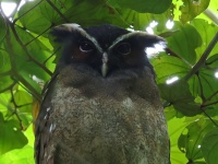 FL6A8472Crested_Owl