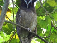 FL6A8522Crested_Owl