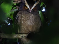 FL6A8626Crested_Owl