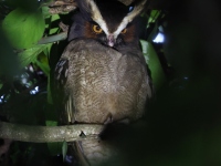 FL6A8631Crested_Owl
