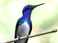 FL6A8647White-necked_Jacobin