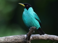 FL6A8655Green_Honeykreeper