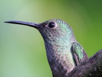 FL6A8690Scaly-breasted_Hummingbird