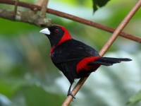 FL6A8705Crimnson-collared_Tanager