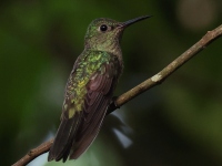 FL6A8721Scaly-breasted_Hummingbird