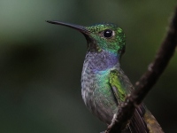 FL6A8724Blue-chested_Hummingbird