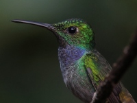 FL6A8736Blue-chested_Hummingbird