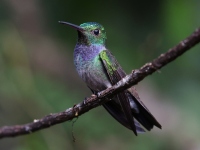 FL6A8775Blue-chested_Hummingbird
