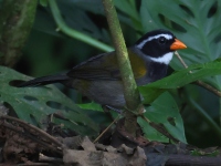 FL6A8877Orange-billed_Sparrow
