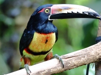 FL6A8950Collared-Aracari