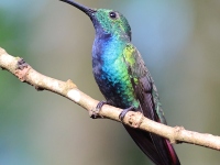 FL6A8965Green-breasted_Mango