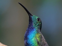FL6A8981Green-Breasted_Mango