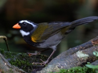 FL6A9055Orange-billed_Sparrow