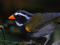 FL6A9061Orange-billed_Sparrow
