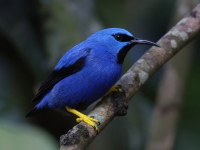 FL6A9274Shining_Honeycreeper